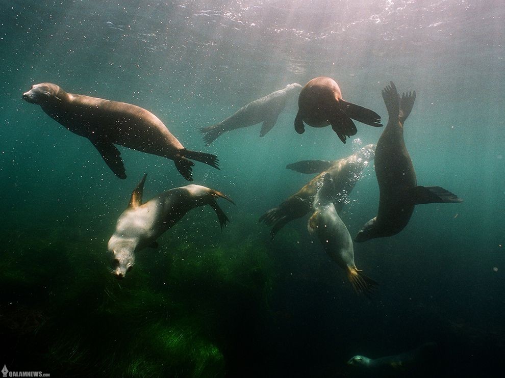 شهربازی زیرآبی شیرهای دریایی/عکس روز نشنال جئوگرافیک