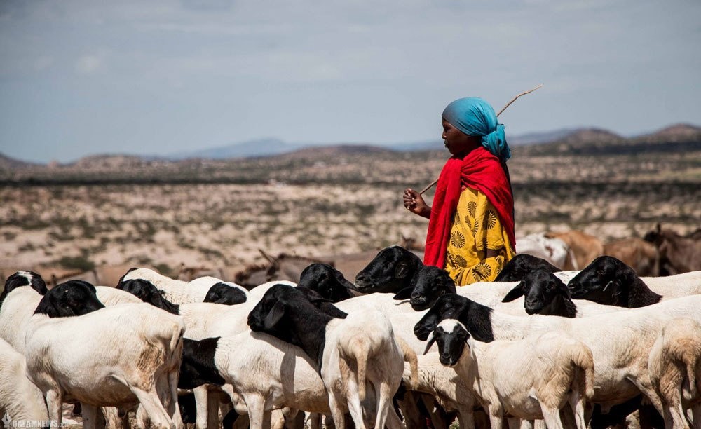 خشکسالی و تلف شدن حیوانات در سومالی