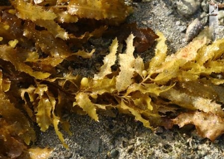جلبک قهوه‌ای سارگاسوم ولگار ( Sargassum vulgare )، گونه‌ای ارزشمند در سواحل خلیج فارس