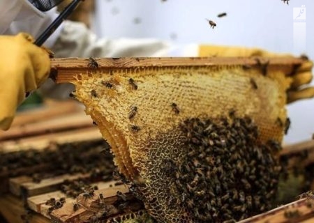 کاهش۴۰درصدی‌جمعیت زنبورهای‌عسل در کشور
