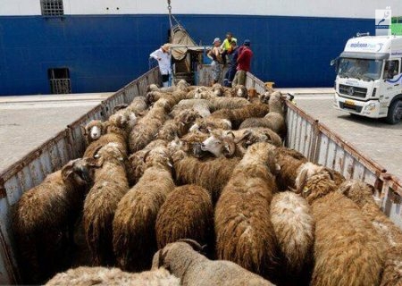 قاچاقچی گوسفند در آبادان به پرداخت بیش ۱.۴میلیارد ریال محکوم شد