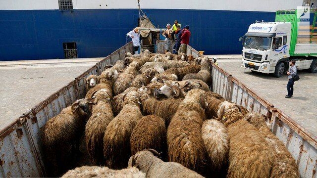 قاچاقچی گوسفند در آبادان به پرداخت بیش ۱.۴میلیارد ریال محکوم شد