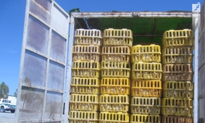 شناسایی و توقیف خودرو حامل ۳ هزار قطعه مرغ قاچاق در “جاسک “