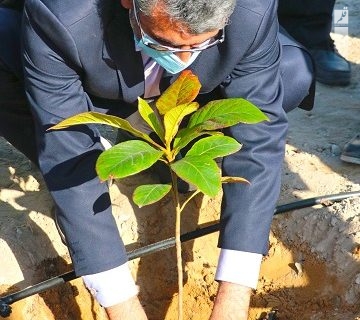 آئین کاشت درختان بومی  در محدوده فعالیت شهرداری منطقه دو بندر عباس