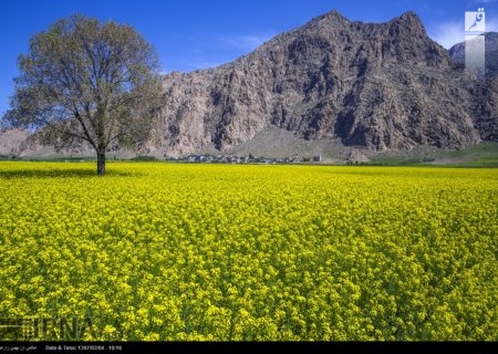 پیش‌بینی خرید کلزا در استان کرمانشاه امسال ۵ هزار تُن است