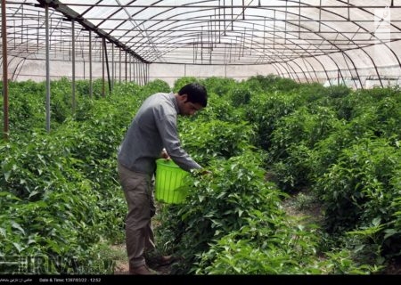 کرمانشاه در اجرای برنامه توسعه گلخانه‌ها رتبه پنجم کشور را از آن خود کرد