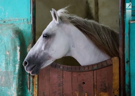 از گرانی سبوس تا نبود کلینیک درمانی برای اسب‌ها