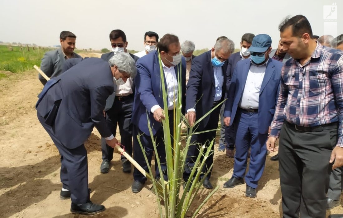 زراعت چوب با کاشت ۱۰ هزار هکتار از اراضی خوزستان توسعه می‌یابد