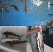 برداشت بالغ بر هزار کیلوگرم ماهی خاویاری از مزارع پرورش ماهی خاویاری استان هرمزگان