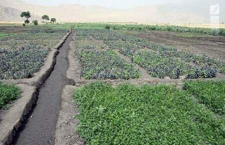 میزان سبزی‌کاری آلوده امسال در کرمانشاه کاهش یافته است