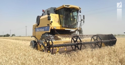 برداشت اولین گندم کشور در منطقه شهدادی استان هرمزگان
