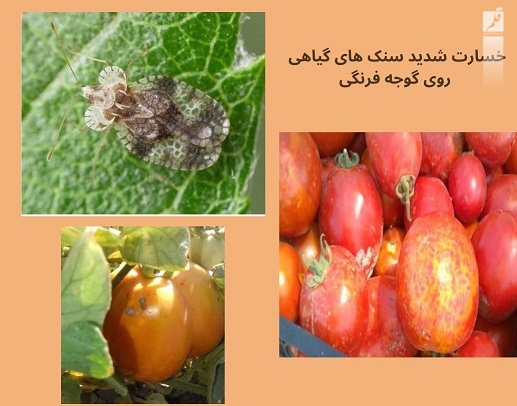 خسارت شدید سنک های گیاهی روی گوجه فرنگی سندرک