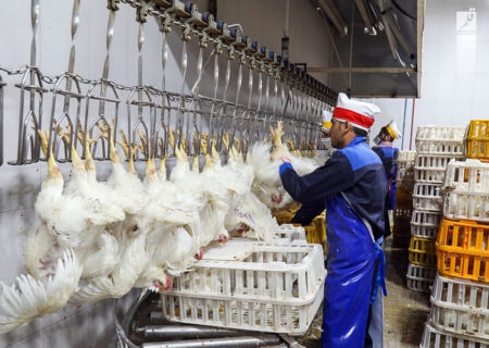 کشتارگاه های خوزستان در زمینه کشتار و عرضه مرغ ضعیف عمل می کنند