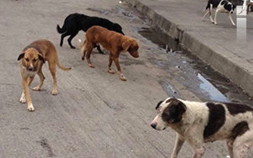 مهلت یک ماهه برای جمع آوری سگ‌های ولگرد در ماهشهر