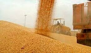 کشف ۱۱۰ تن گندم احتکار شده در مرودشت