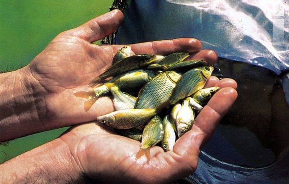 رهاسازی بچه ماهیان بومی در تالاب شادگان