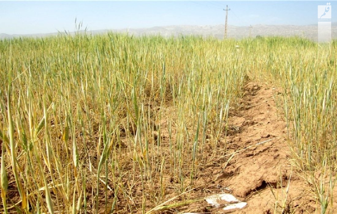 خسارت میلیاردی خشکسالی به کشاورزی فیروزآباد