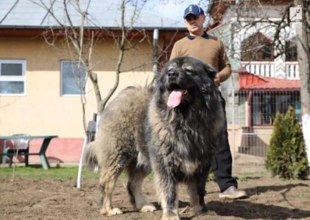 قیمت‌های عجیب سگ قفقازی