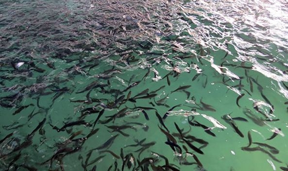 رهاسازی ۶۵۰ هزار قطعه ماهی بومی در رودخانه مارون