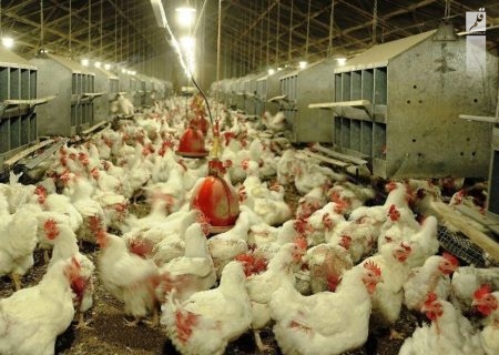 عرضه ۲۰ درصدی مرغ تولیدی زنده در خوزستان