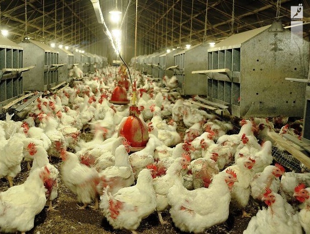 عرضه ۲۰ درصدی مرغ تولیدی زنده در خوزستان