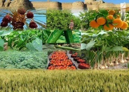 بیمه شدن حدود ۴۰۰ هزار هکتار از اراضی کشاورزی خوزستان