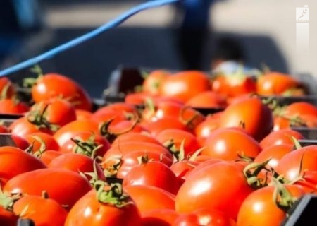 افزایش ۱۰۰ درصدی قیمت پیاز و گوجه در بازار