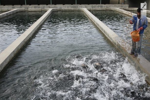 عدم تخصیص آب مهمترین چالش توسعه آبزی پروری بهبهان