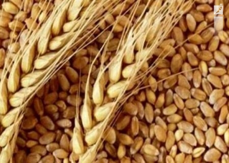تولید قطعی ۱۱.۵ میلیون تن گندم در کشور