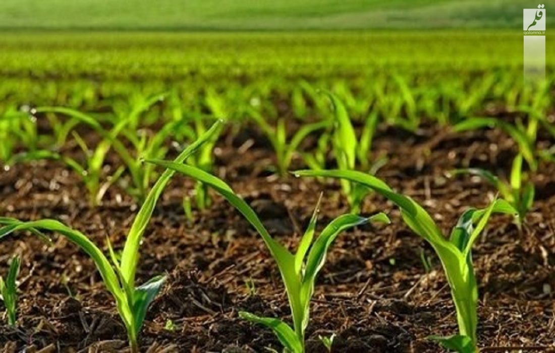 شرایط جدید کشت قراردادی محصولات کشاورزی اعلام شد