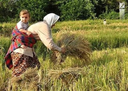 واردات برنج تیشه به ریشه کشاورزان داخلی