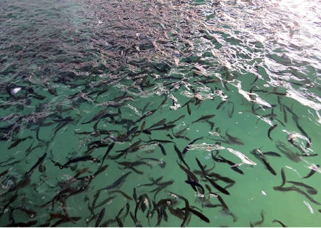 رهاسازی ۲ میلیون و ۵۵۰ هزار قطعه بچه ماهی در تالاب شادگان در سال جاری