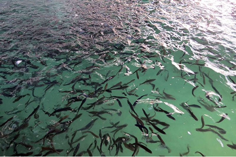رهاسازی ۲ میلیون و ۵۵۰ هزار قطعه بچه ماهی در تالاب شادگان در سال جاری