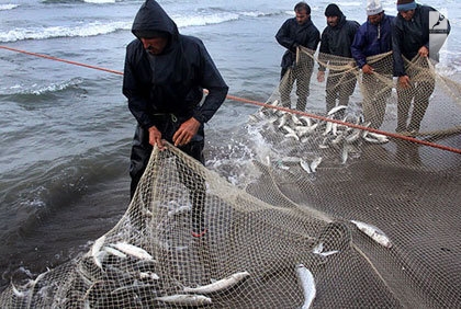 ممنوعیت صید ماهی شوریده در صیدگاه‌های خوزستان
