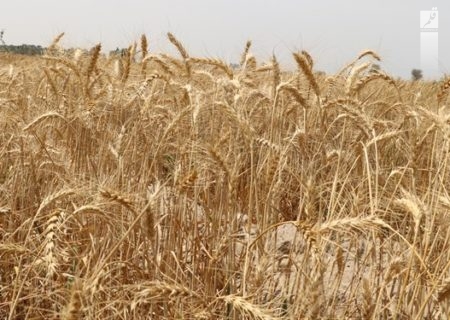 کشت بیش از ۵۰۰۰ هکتار گندم در مزارع آیشی واحدهای نیشکر