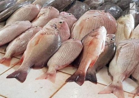 قیمت انواع ماهی ۱۴ خرداد ۱۴۰۲/جدول