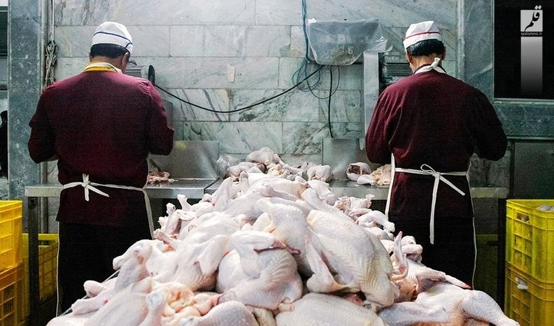 کشتارگاه مرغ پرناز در حمیدیه به چرخه تولید بازگشت
