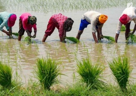 بحران برنج و زنگ هشدار تورم جهانی این محصول