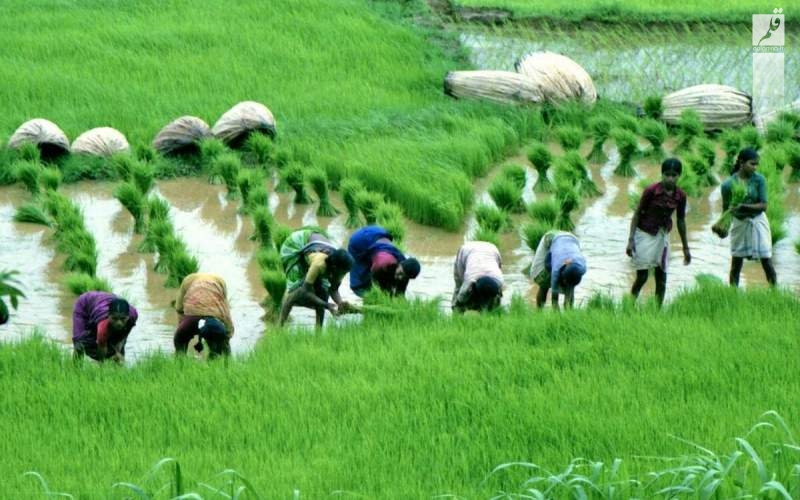 هند بازار جهانی برنج را به هم زد!