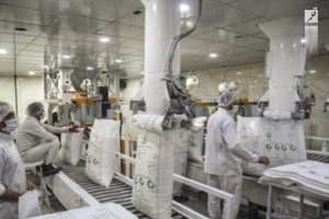 پیش بینی افزایش ۵۰ درصدی تولید شکر در خوزستان