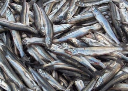 قیمت انواع ماهی ۲۳ مهر ۱۴۰۲/جدول