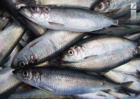 قیمت انواع ماهی ۳ آبان ۱۴۰۲/جدول