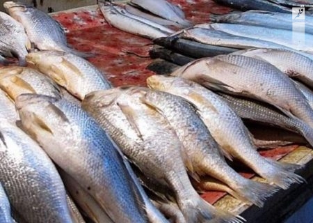 قیمت انواع ماهی ۷ آبان ۱۴۰۲/جدول