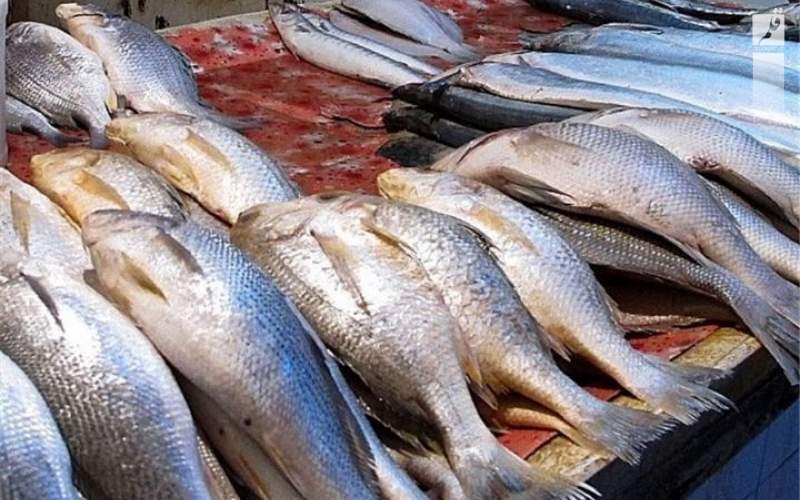 قیمت انواع ماهی ۷ آبان ۱۴۰۲/جدول