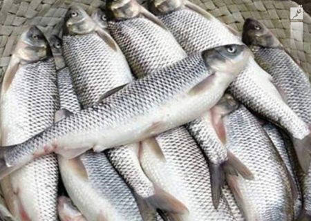 قیمت انواع ماهی ۳۰ آبان ۱۴۰۲/جدول