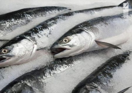 قیمت انواع ماهی ۵ آذر ۱۴۰۲/جدول