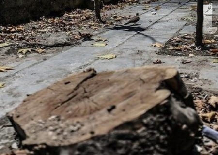 پیش بینی جرایم سنگین برای قطع درختان اهواز