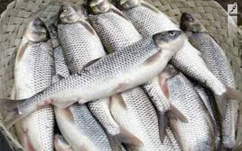 قیمت انواع ماهی ۱۱ آذر ۱۴۰۲/جدول