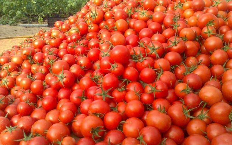 جمع آوری گوجه فرنگی از سطح بازار 